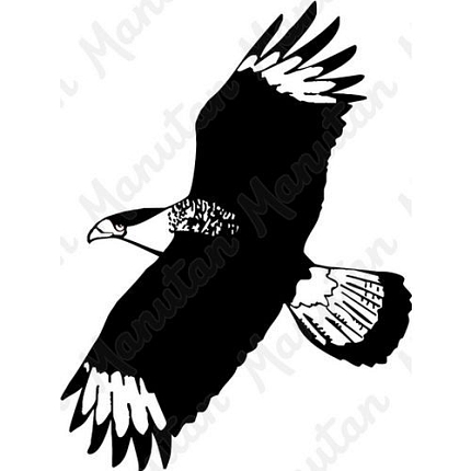 Silueta dravce, samolepka 210 x 297 x 0,1 mm A4, inverzní