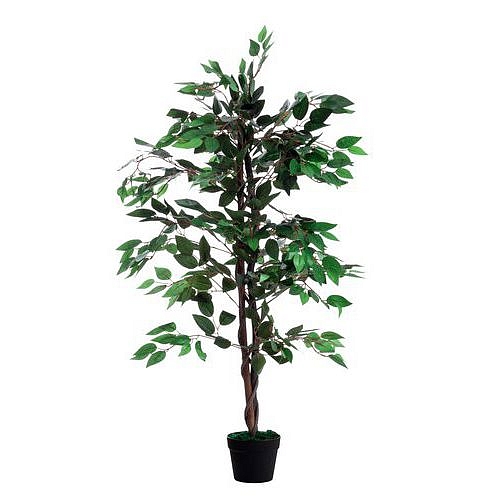 Fikus Paperflow, 120 cm