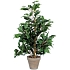 Umělá rostlina Ficus Exotica, zelená, výška 65 cm
